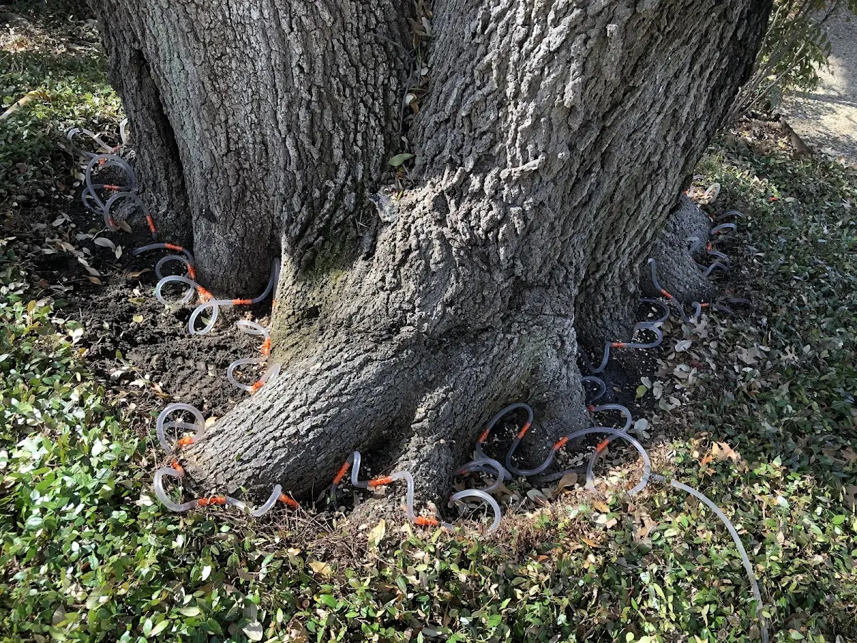 Detailed Shrub and Hedge Trimming job site in Nolan