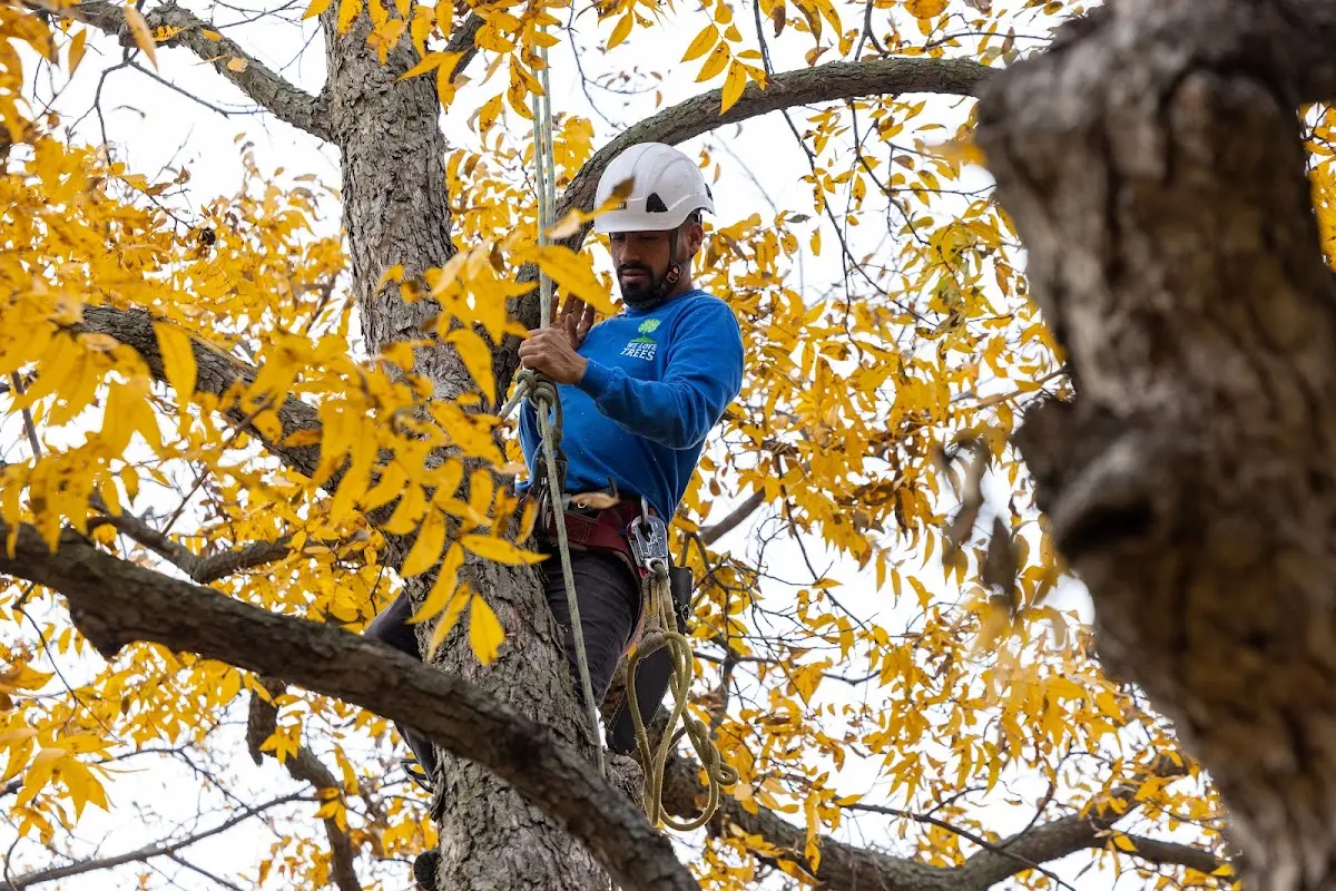 Skilled Tree Pruning crew working in Nolan