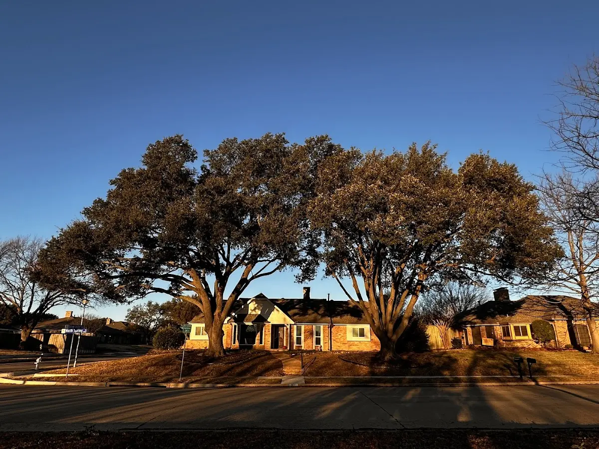 Established residential canopy tree shading a home in Nolan
